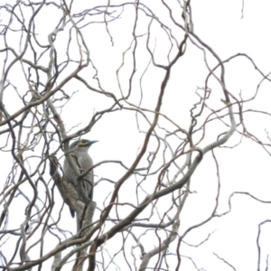 Caligavis chrysops at Bega, NSW - 17 Aug 2019 08:30 AM