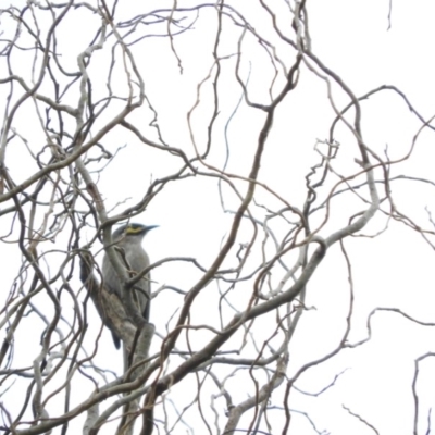Caligavis chrysops (Yellow-faced Honeyeater) at Bega, NSW - 17 Aug 2019 by ArcherCallaway
