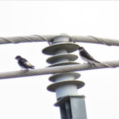 Petrochelidon nigricans (Tree Martin) at Bega, NSW - 17 Aug 2019 by ArcherCallaway