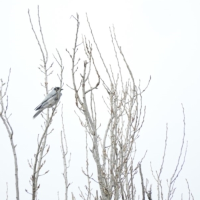 Coracina novaehollandiae (Black-faced Cuckooshrike) at Bega, NSW - 16 Aug 2019 by RyuCallaway