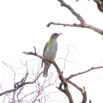 Oriolus sagittatus (Olive-backed Oriole) at Bega, NSW - 16 Aug 2019 by RyuCallaway