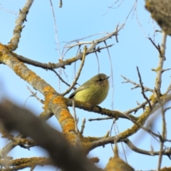 Acanthiza nana (Yellow Thornbill) at Bega, NSW - 16 Aug 2019 by RyuCallaway