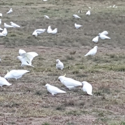 Cacatua sanguinea (Little Corella) at Narrabundah, ACT - 19 Aug 2019 by Mike