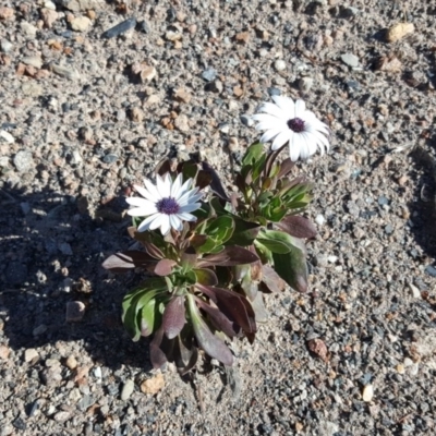 Dimorphotheca ecklonis (South African Daisy) at Farrer Ridge - 31 Jul 2019 by Mike
