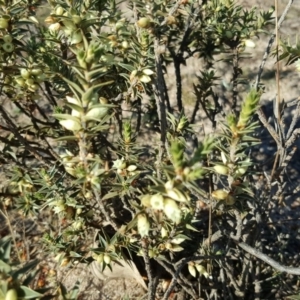 Melichrus urceolatus at Fadden, ACT - 31 Jul 2019