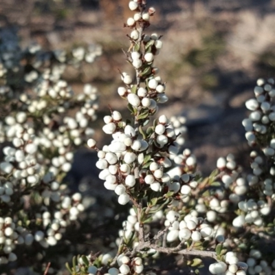 Cryptandra amara (Bitter Cryptandra) at Fadden, ACT - 31 Jul 2019 by Mike