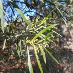 Acacia floribunda (White Sally Wattle, Gossamer Wattle) at Isaacs, ACT - 6 Aug 2019 by Mike