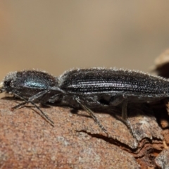 Crepidomenus fulgidus (Click beetle) at Hackett, ACT - 16 Aug 2019 by TimL