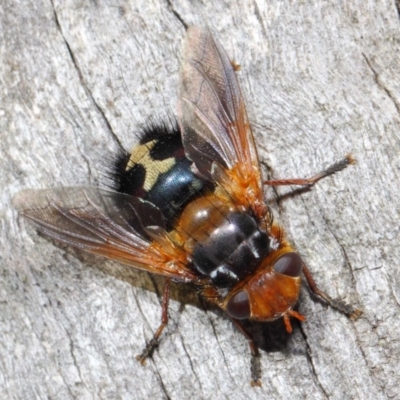 Microtropesa sp. (genus) (Tachinid fly) at Hackett, ACT - 19 Aug 2019 by TimL