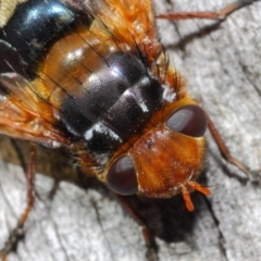 Microtropesa sp. (genus) at Hackett, ACT - 19 Aug 2019