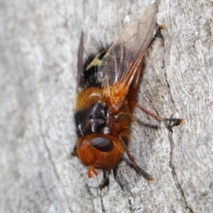 Microtropesa sp. (genus) at Hackett, ACT - 19 Aug 2019