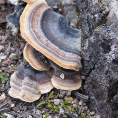 Trametes versicolor (Turkey Tail) at Fadden, ACT - 18 Aug 2019 by MisaCallaway