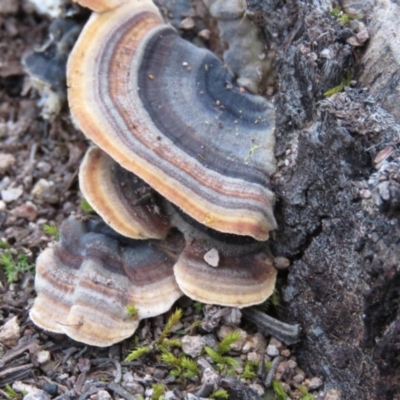 Trametes versicolor (Turkey Tail) at Wanniassa Hill - 18 Aug 2019 by MisaCallaway