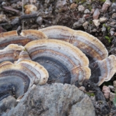 Trametes versicolor at Fadden, ACT - 18 Aug 2019 05:17 PM