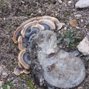 Trametes versicolor at Fadden, ACT - 18 Aug 2019 05:17 PM