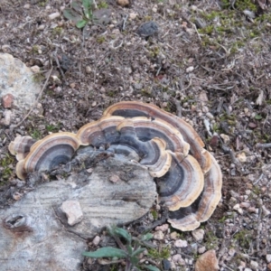 Trametes versicolor at Fadden, ACT - 18 Aug 2019 05:17 PM