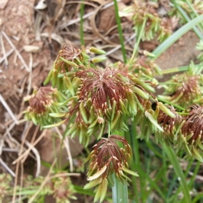 Cyperus eragrostis (Umbrella Sedge) at Mount Majura - 5 Mar 2019 by waltraud