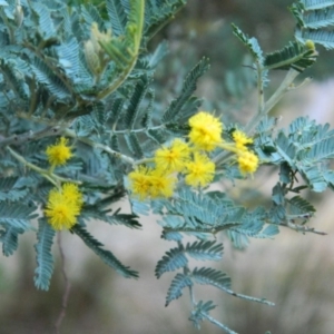 Acacia baileyana x Acacia dealbata at Fadden, ACT - 17 Aug 2019