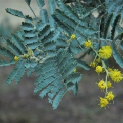 Acacia baileyana x Acacia dealbata at Fadden, ACT - 17 Aug 2019