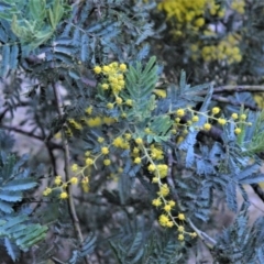 Acacia baileyana x Acacia dealbata at Fadden, ACT - 17 Aug 2019