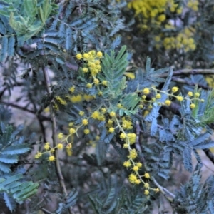 Acacia baileyana x Acacia dealbata at Fadden, ACT - 17 Aug 2019