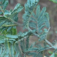 Acacia baileyana x Acacia dealbata at Fadden, ACT - 17 Aug 2019