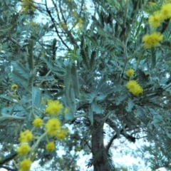 Acacia baileyana x Acacia dealbata at Fadden, ACT - 17 Aug 2019