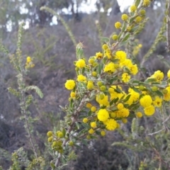 Acacia paradoxa at Yass River, NSW - 20 Aug 2019 03:00 PM