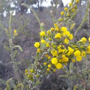 Acacia paradoxa at Yass River, NSW - 20 Aug 2019