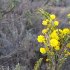 Acacia paradoxa at Yass River, NSW - 20 Aug 2019