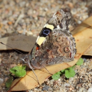 Vanessa itea at Acton, ACT - 19 Aug 2019 01:27 PM