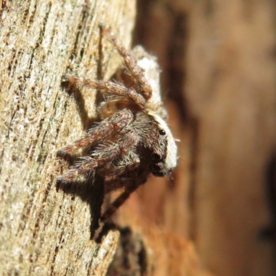 Servaea sp. (genus) (Unidentified Servaea jumping spider) at Narrabundah, ACT - 15 Aug 2019 by RobParnell
