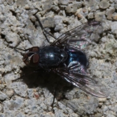 Calliphora vicina (European bluebottle) at Narrabundah, ACT - 11 Aug 2019 by RobParnell