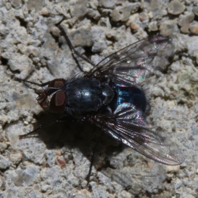 Calliphora vicina (European bluebottle) at Narrabundah, ACT - 11 Aug 2019 by RobParnell