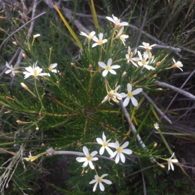 Ricinocarpos pinifolius (Wedding Bush) at - 29 Jul 2019 by MickBettanin