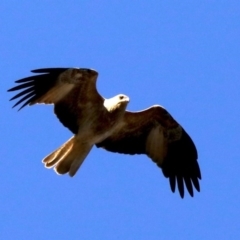 Haliastur sphenurus (Whistling Kite) at Ainslie, ACT - 20 Aug 2019 by jb2602