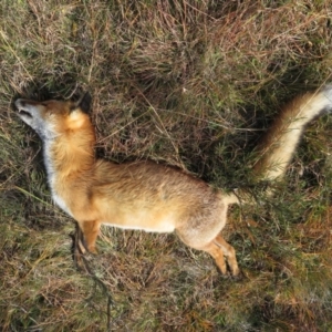 Vulpes vulpes at Mount Clear, ACT - 18 Apr 2019