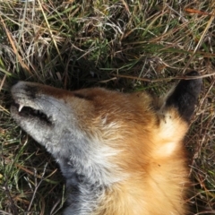 Vulpes vulpes at Mount Clear, ACT - 18 Apr 2019 12:33 PM