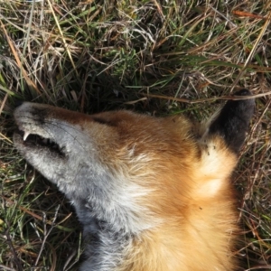 Vulpes vulpes at Mount Clear, ACT - 18 Apr 2019 12:33 PM