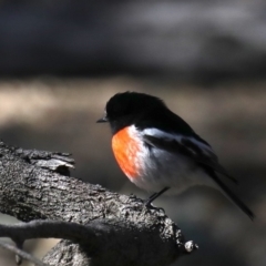 Petroica boodang (Scarlet Robin) at Majura, ACT - 20 Aug 2019 by jb2602