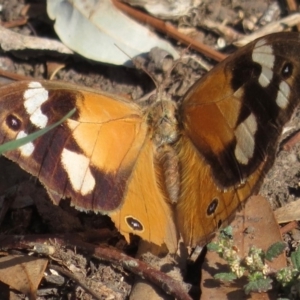 Heteronympha merope at Narrabundah, ACT - 15 Apr 2019