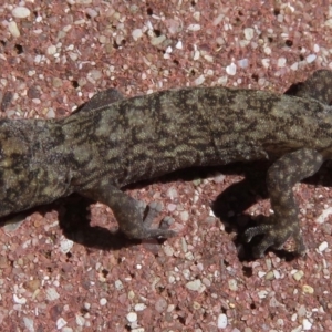 Christinus marmoratus at Narrabundah, ACT - 11 Apr 2019