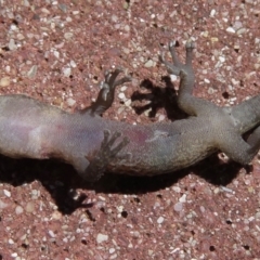 Christinus marmoratus at Narrabundah, ACT - 11 Apr 2019