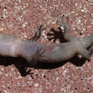 Christinus marmoratus at Narrabundah, ACT - 11 Apr 2019