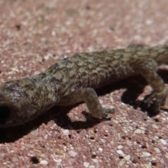 Christinus marmoratus at Narrabundah, ACT - 11 Apr 2019