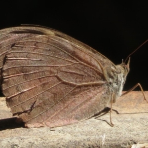 Heteronympha merope at Narrabundah, ACT - 11 Apr 2019