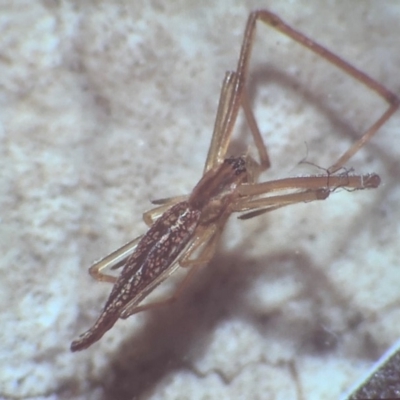 Theridiidae (family) at Bega, NSW - 17 Aug 2019 by c.p.polec@gmail.com