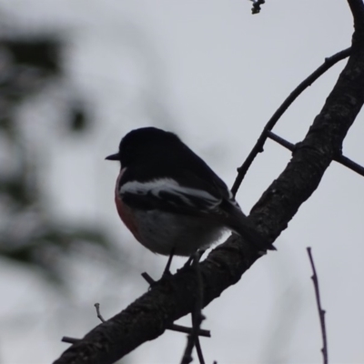 Petroica boodang (Scarlet Robin) at Jerrabomberra, ACT - 19 Aug 2019 by Mike