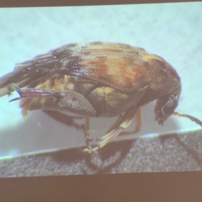 Bruchinae (subfamily) (Seed beetle, bean weevil) at Bega, NSW - 17 Aug 2017 by c.p.polec@gmail.com