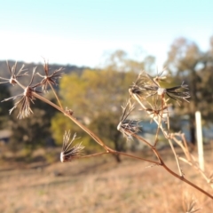 Bidens pilosa (Cobbler's Pegs, Farmer's Friend) at Banks, ACT - 20 Aug 2019 by michaelb